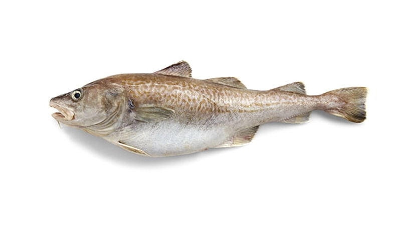 Alaska-Whitefish-03-Cod