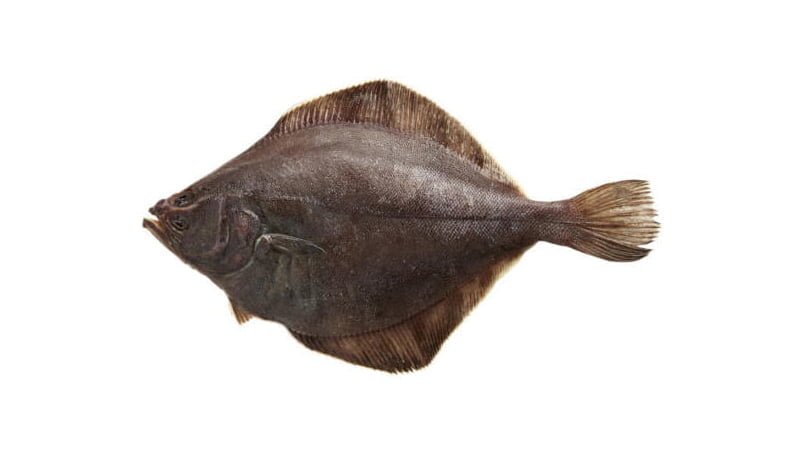 Sole (Flounder)