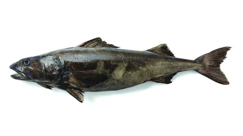Alaska-Whitefish-07-Sablefish-1.jpeg