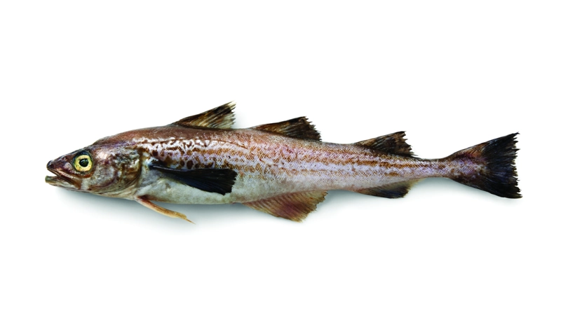 Alaska-Whitefish-09-Pollock-1.png