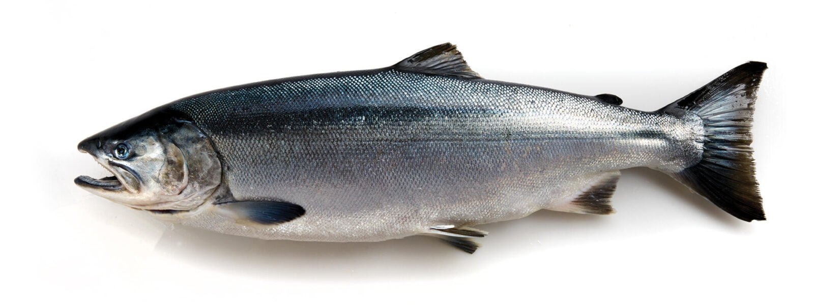 is coho salmon healthy