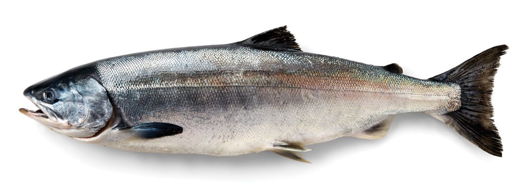 keta-salmon-1