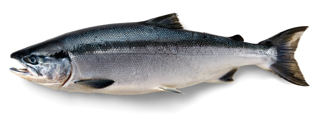 sockeye-salmon-1